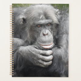 Agenda Chimpanzé Contemplativo