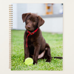 Agenda Chocolate Labrador Puppy Com Bola De Tênis