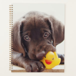 Agenda Chocolate Labrador Puppy Com Pato De Brinquedo