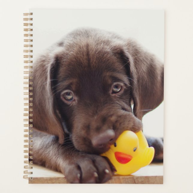 Agenda Chocolate Labrador Puppy Com Pato De Brinquedo (Frente)