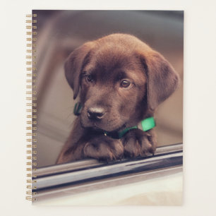 Agenda Chocolate Labrador Puppy No Carro