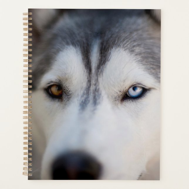 Agenda Closeup Stoic Gaze de um Malamute do Alasca (Frente)