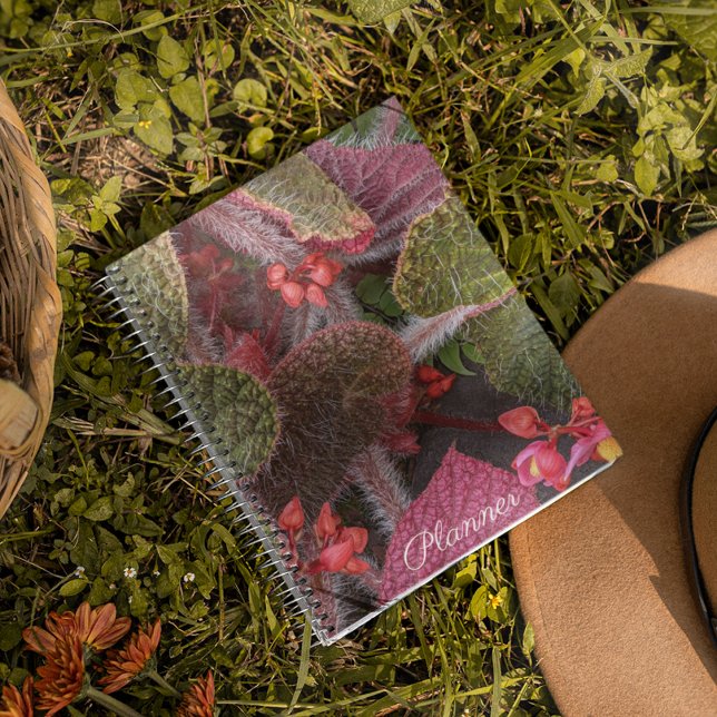 Agenda Colorida Hairy Begonia Floral (In Situ)