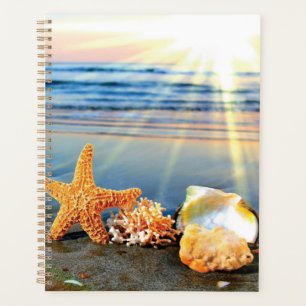 Agenda Conchas marítimas e estrelas-do-mar na praia