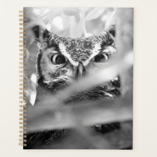 Agenda Coruja Americana – Impressão de Arte da Natureza d