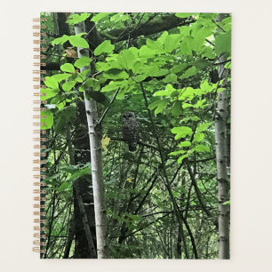 Agenda Coruja das Árvores, Oregon