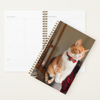 Agenda Cozy Orange Tabby Cat Planner Small