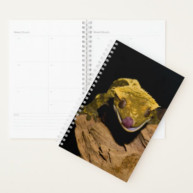Agenda Crested Gecko (Exibição)