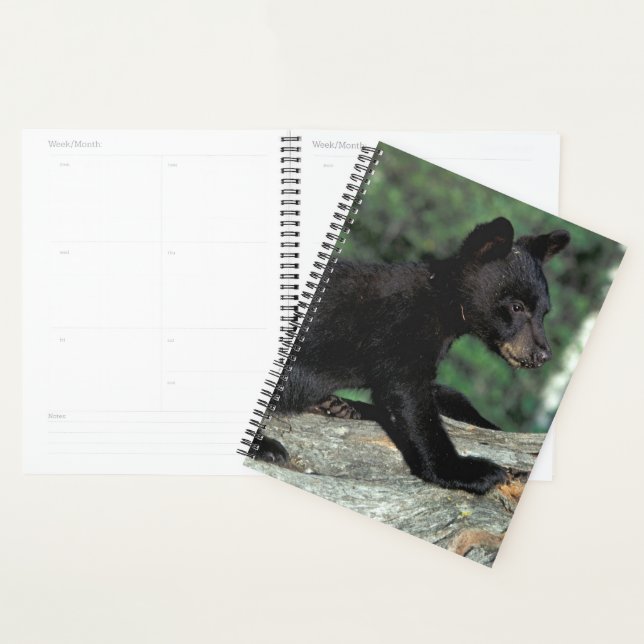 Agenda Cubo do Urso Negro (Exibição)