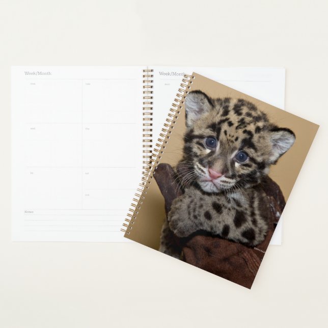 Agenda Cubo Leopardo Nublado (Exibição)