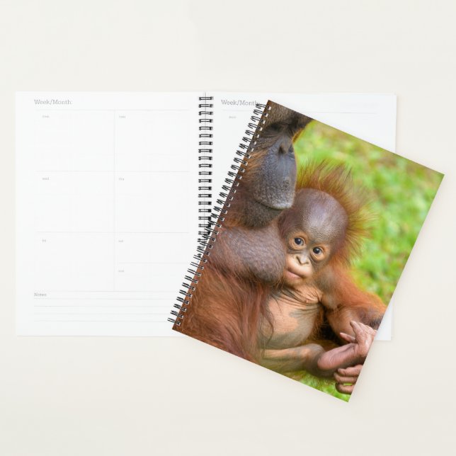 Agenda Cuddle da Mãe de Orangutan, cerejada (Exibição)