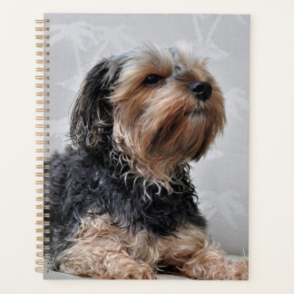 Agenda Cute Yorkie Yorkshire Terrier Sunbelt