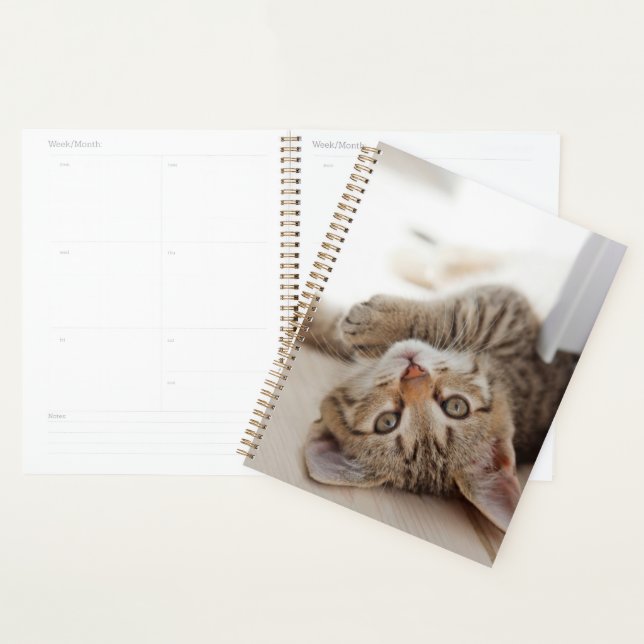 Agenda Cutest Baby Animals | Shorthair Tabby Kitten (Exibição)