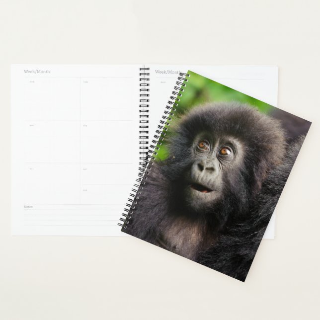 Agenda Cutest Baby Animals | Young Mountain Gorilla (Exibição)