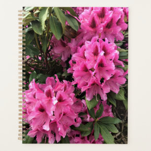 Agenda Cynthia Rhododendrons, Oregon