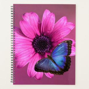 Agenda Daisy e Morpho