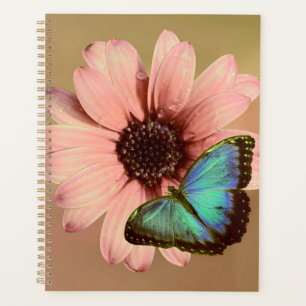 Agenda Daisy e Morpho