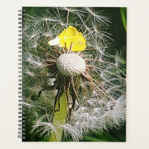 Agenda Dandelion