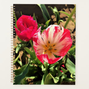 Agenda Dentro a Tulipa Rosa e Branca