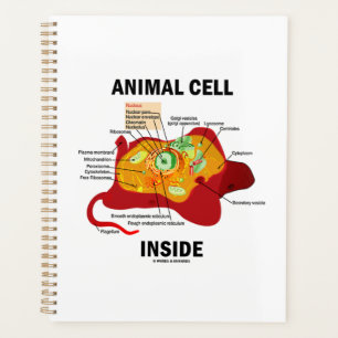 Agenda Diagrama Eukaryote Dentro de Células Animais