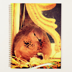 Agenda Doing Mama Dove