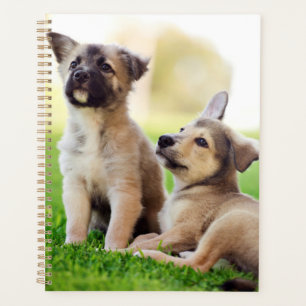 Agenda Dois German shepherd
