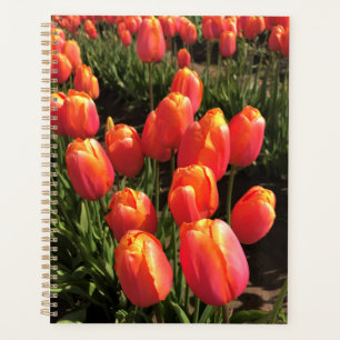 Agenda Dordogne Tulips, Oregon