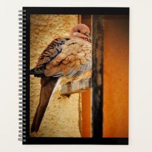 Agenda Doze