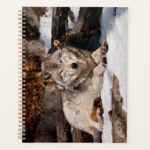 Agenda Easttern Gray Wolf