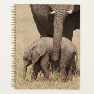 Agenda Elefante africano bebê com a mãe