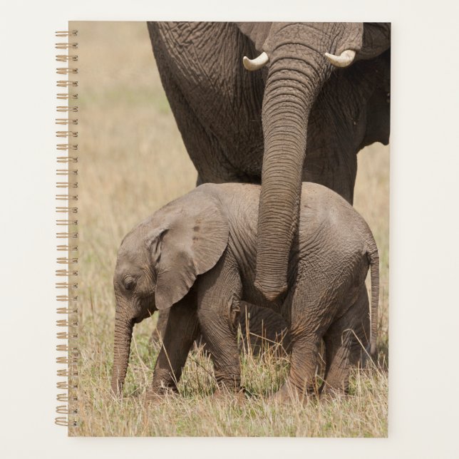 Agenda Elefante africano bebê com a mãe (Frente)
