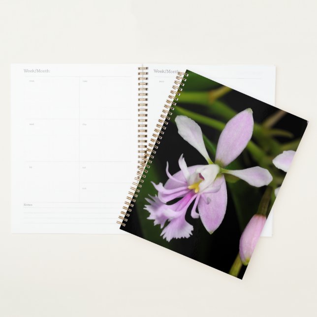 Agenda Epidendrum caligarium (Exibição)