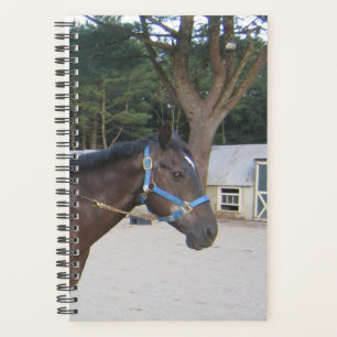 Agenda Equine Paddock Equine Cavalo Estável