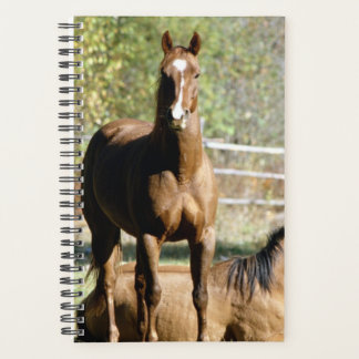 Agenda Equino de Foto Equina de Cavalo - Duas Pastas de C