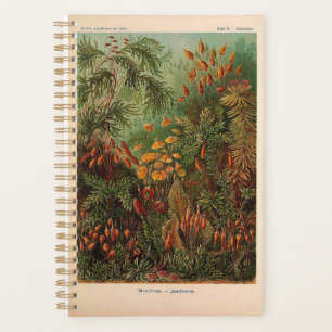 Agenda Ernst Haeckel Muscinae ilustração da safra