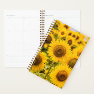 Agenda Fazendas Um Campo De Girassol