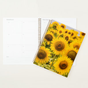 Agenda Fazendas Um Campo De Girassol
