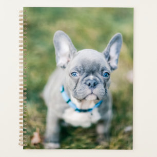 Agenda Fechamento de um Bulldog Francês