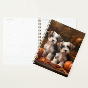 Agenda Filhote de Biewer Terrier Outono Prazer Abóbora