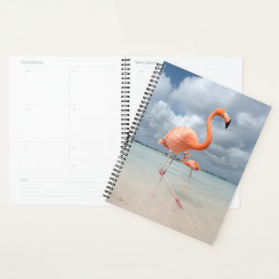 Agenda Flamingos Beach Aruba