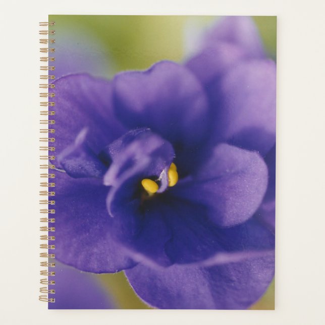 Agenda Flor Azul Sangrando de Violet Saintpaulia Zoomed (Frente)
