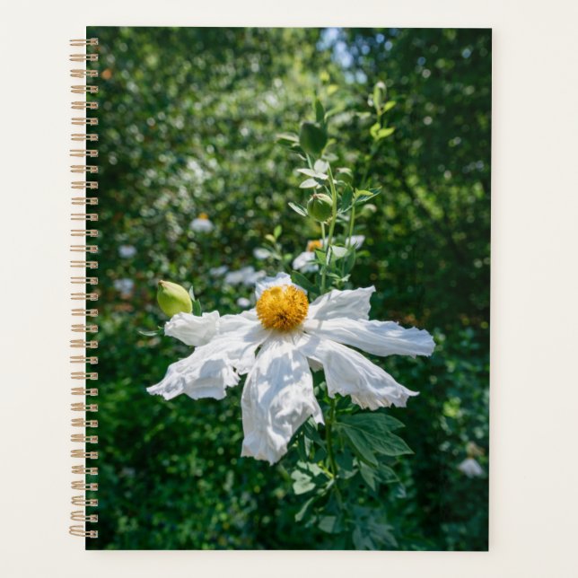Agenda Floração Delicada da Luz da Floresta (Frente)