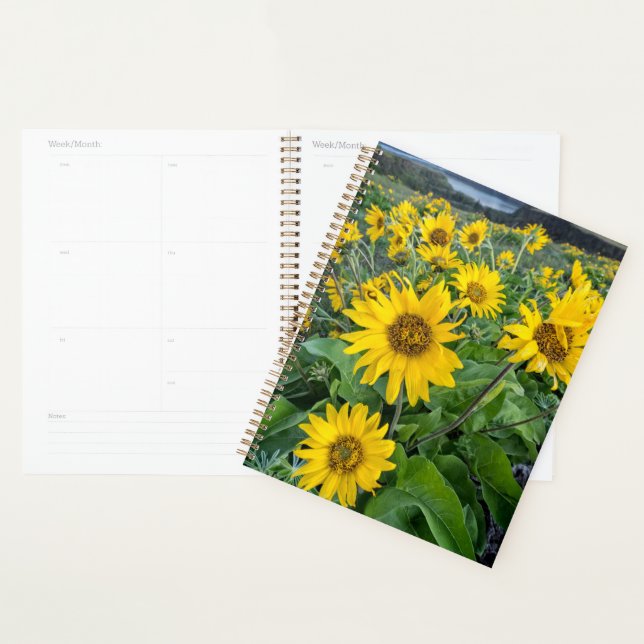 Agenda Flores | Balsomroot Columbia River, Oregon (Exibição)