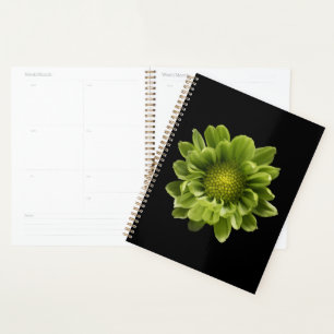 Agenda Flores Crolisântemo Verde