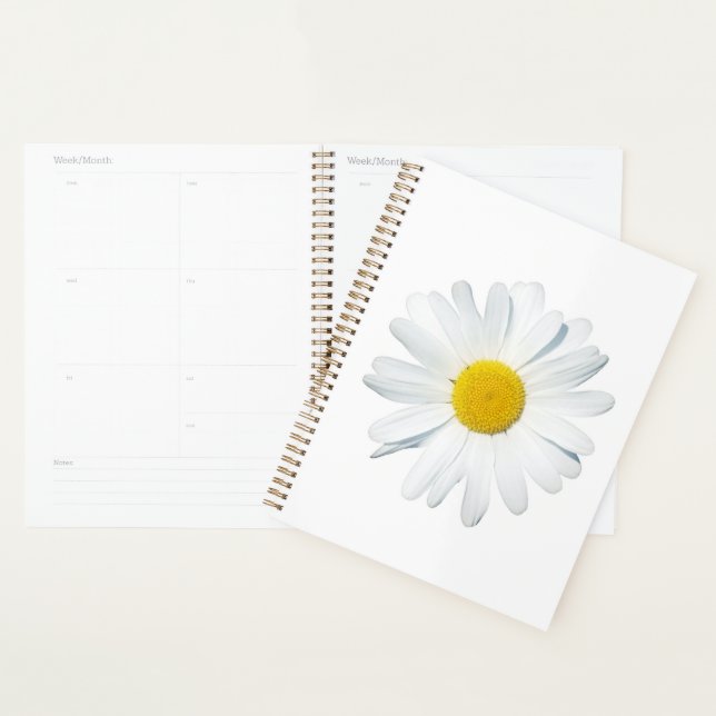 Agenda Flores | Daisy Solteiro (Exibição)