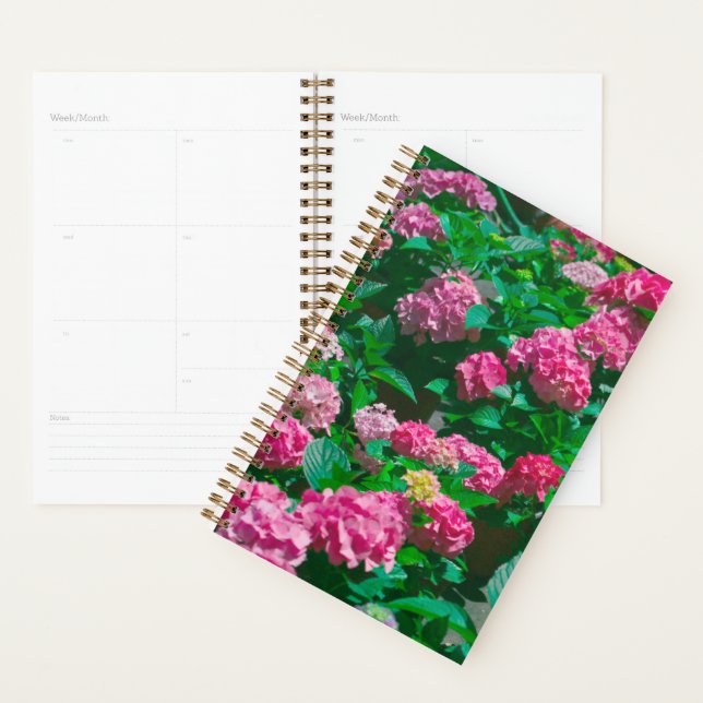 Agenda Flores de Helleborus Rosa de Natal (Exibição)