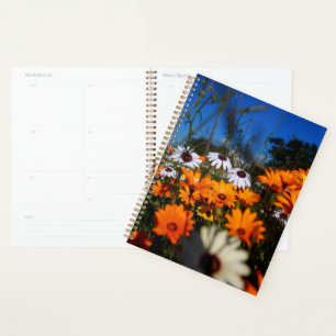 Agenda Flores Namaqualand selvagens