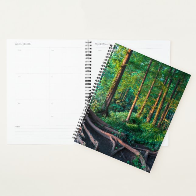 Agenda Floresta no Verão (Exibição)