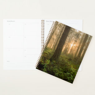 Agenda Floresta Noroeste do Pacífico Manhã De Foggy