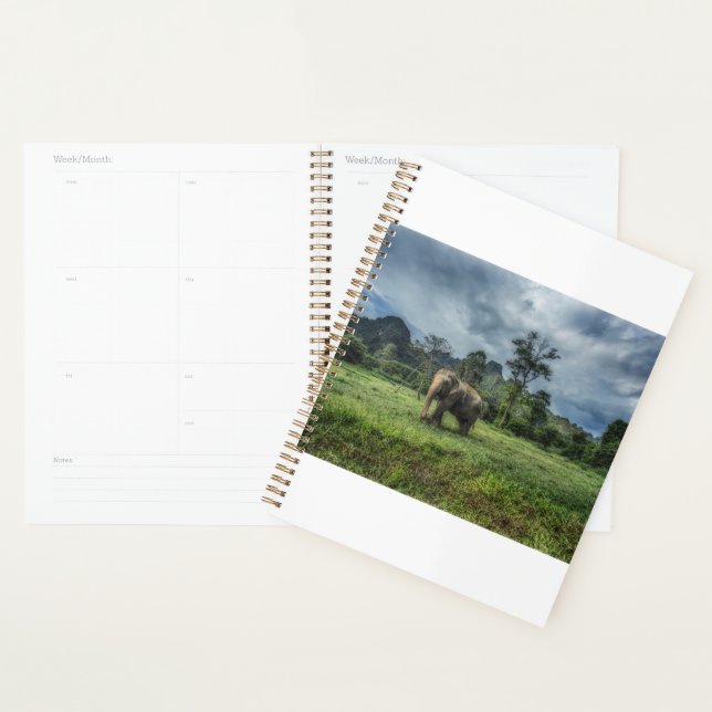Agenda Florestas | Parque Nacional de Kao Sok (Exibição)